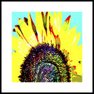 Sunflower - 2007